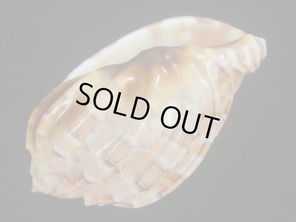 画像3: ハワイショクコウラ(Harpa conoides) 85ｍｍ　超特大　特老成 (3)