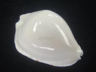 オーストラリアの貝 - Kaiショップ (Page 1)