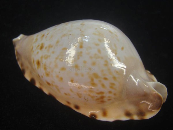 画像2: ナミヘルメットダカラ(Zoila marginata consueta) 大 (2)