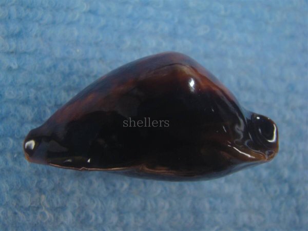 画像5: ロッセルダカラ(Zoila rosselli f.latistoma) 特美品 (5)