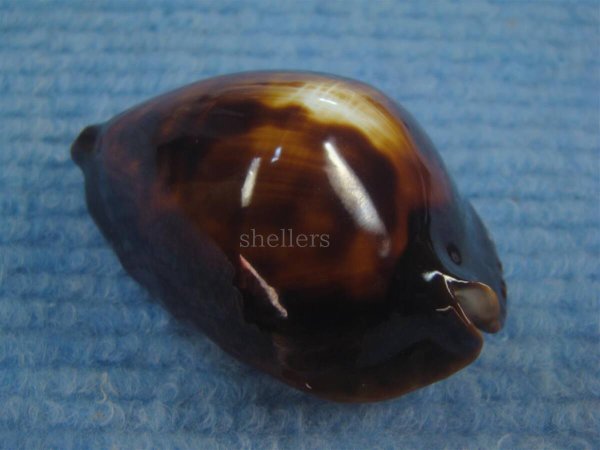 画像2: ロッセルダカラ(Zoila rosselli f.latistoma) 特美品 (2)