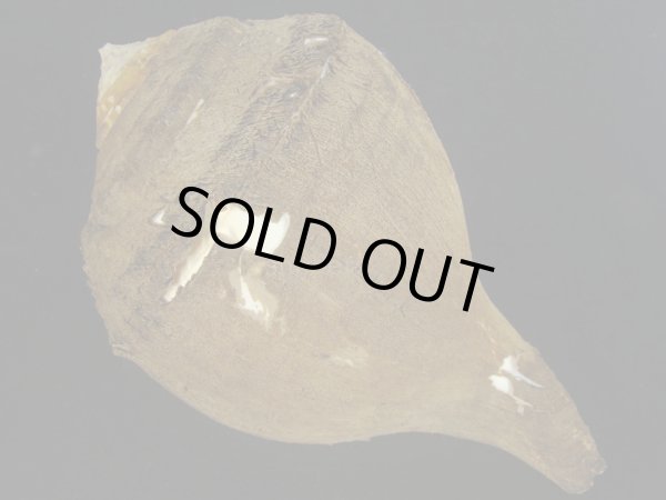 画像2: シャンクガイ　252ｍｍ　超特大　約1.8ｋｇ　美品 (2)