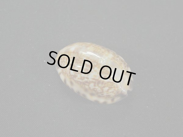 画像2: フクレヤクシマダカラ（ペルシャ湾産）ドワフフォーム (2)