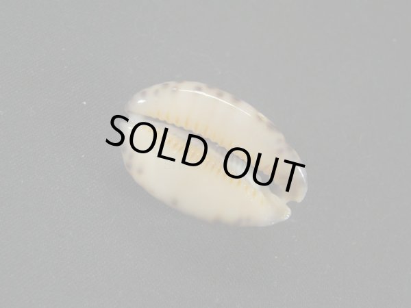 画像3: フクレヤクシマダカラ（ペルシャ湾産）ドワフフォーム (3)