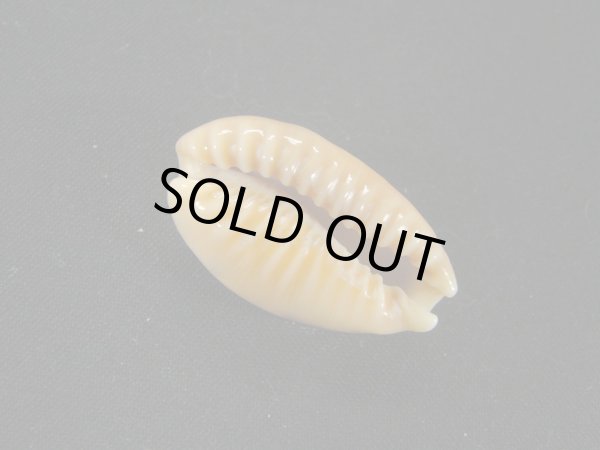 画像3: ドラゴンカバフダカラ（ペルシャ湾産）濃色　美品 (3)