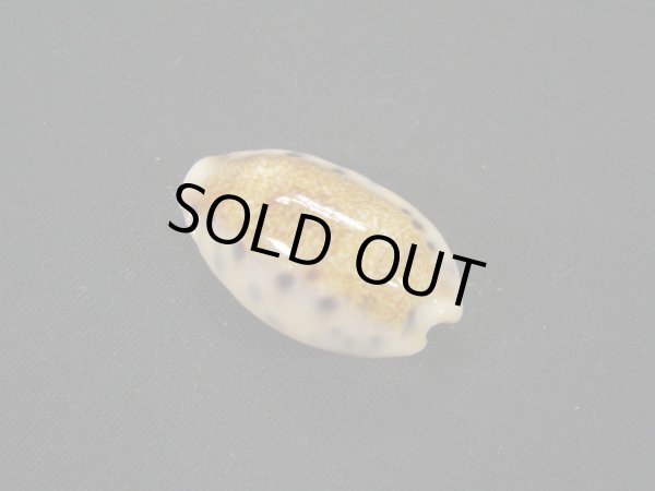 画像2: ドラゴンカバフダカラ（ペルシャ湾産）濃色　美品 (2)