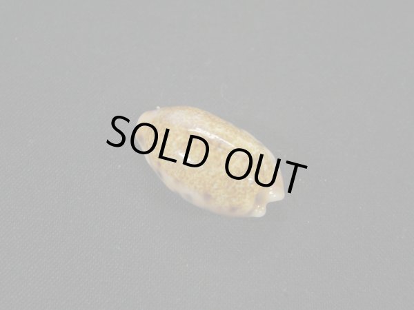 画像2: ドラゴンカバフダカラ（ペルシャ湾産）濃色　ドワフフォーム (2)