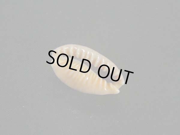 画像3: ドラゴンカバフダカラ（ペルシャ湾産）濃色　ドワフフォーム (3)