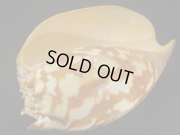 画像3: コゲツノヤシ 老成 (3)