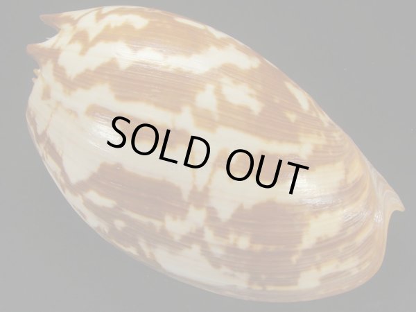 画像2: コゲツノヤシ 老成 (2)