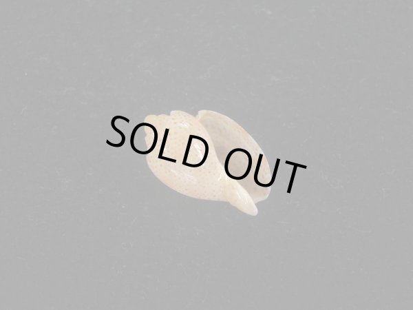 画像2: ソバカスショクコウラ(Austroharpa punctata) 濃色　特美品 (2)