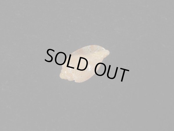 画像3: ソバカスショクコウラ(Austroharpa punctata) 濃色　特美品 (3)