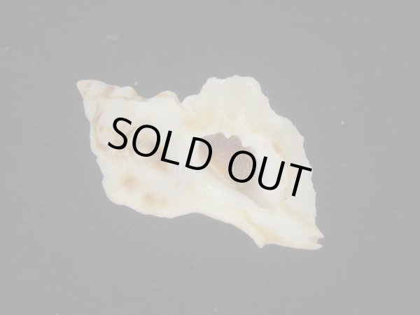 画像1: ツノヒレガイ(Ceratosma nuttalli) 老成　美品 (1)