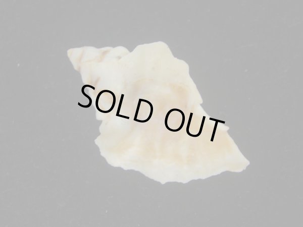 画像2: ツノヒレガイ(Ceratosma nuttalli) 老成　美品 (2)