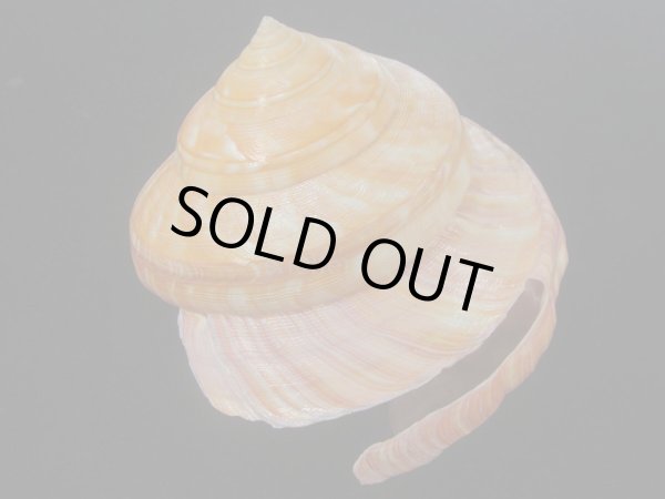 画像2: アフリカオキナエビス(Bayerotrochus africana) 大　特老成　濃色 (2)