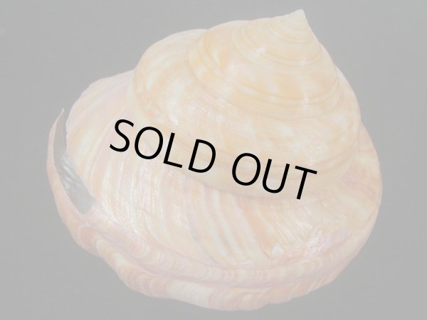 画像3: アフリカオキナエビス(Bayerotrochus africana) 大　特老成　濃色 (3)