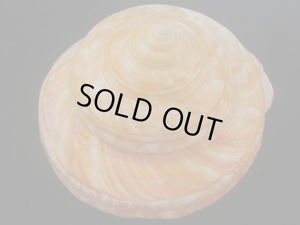 画像4: アフリカオキナエビス(Bayerotrochus africana) 大　特老成　濃色 (4)