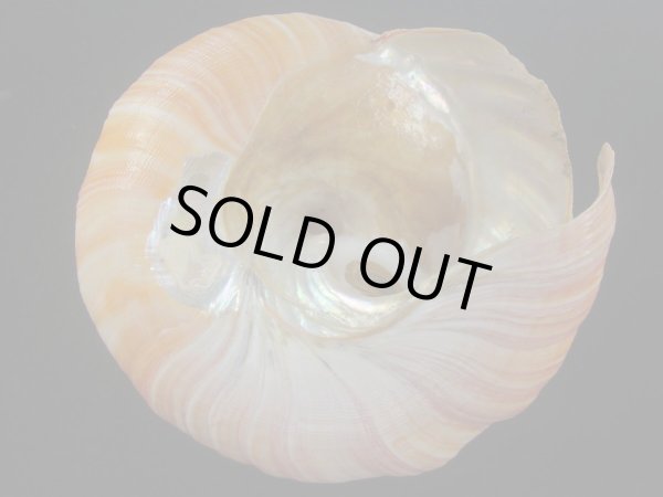 画像5: アフリカオキナエビス(Bayerotrochus africana) 大　特老成　濃色 (5)