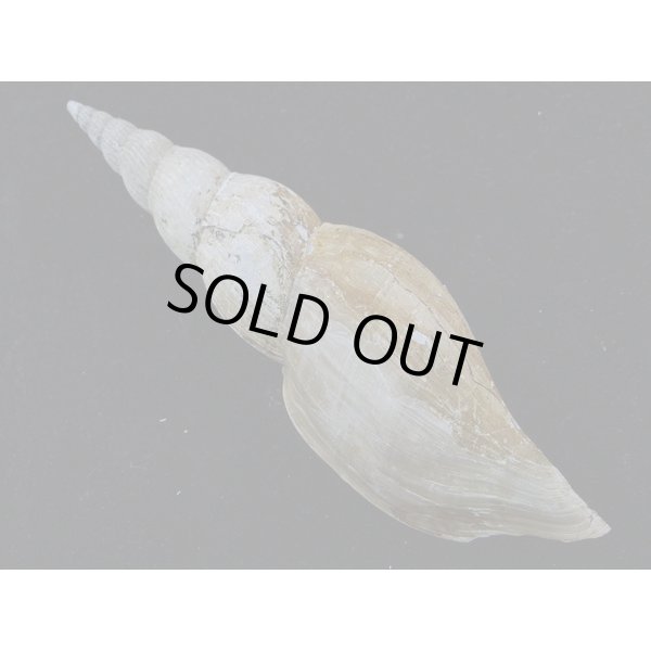 画像2: テラマチボラ (2)