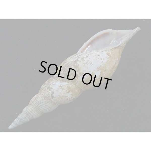 画像3: テラマチボラ (3)