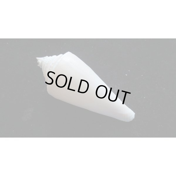 画像2: シルク（テラマチ）イモ (2)