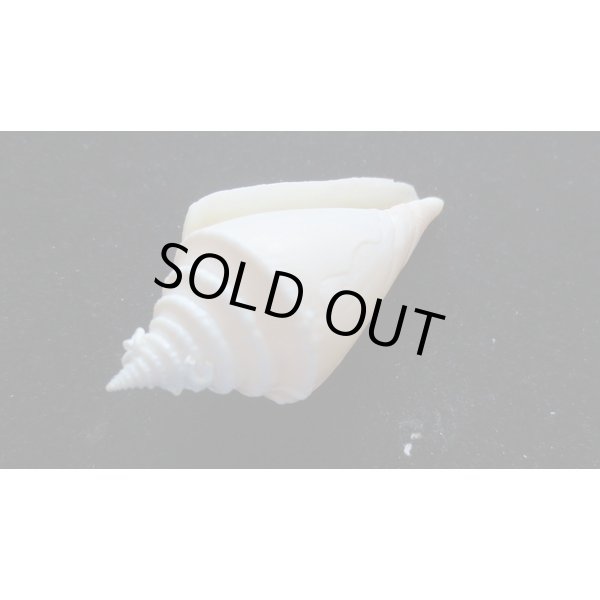 画像3: シルク（テラマチ）イモ (3)