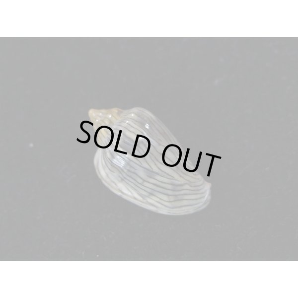 画像2: ハルサメヘリトリ (2)