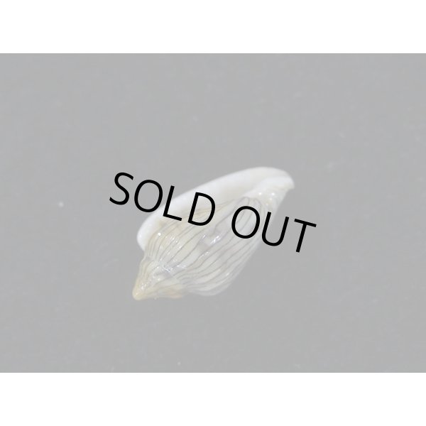 画像3: ハルサメヘリトリ (3)