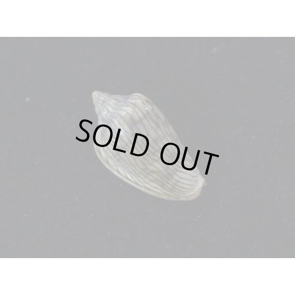 画像2: ハルサメヘリトリ (2)