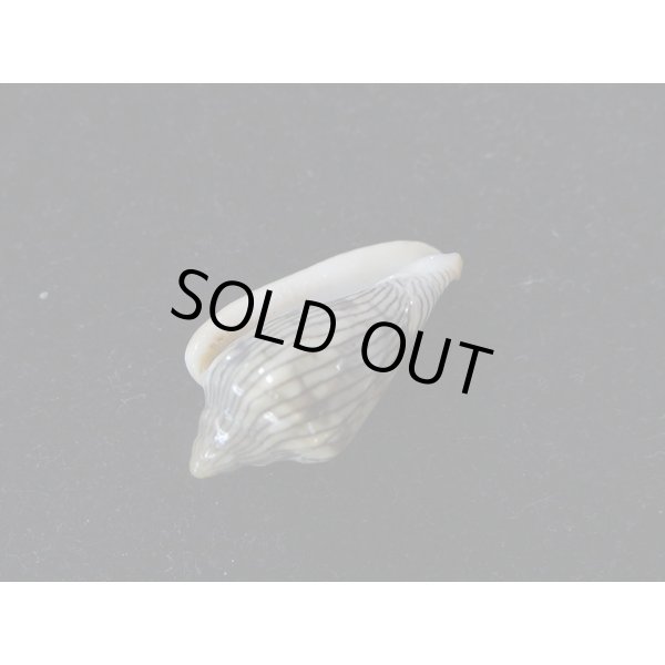 画像3: ハルサメヘリトリ (3)