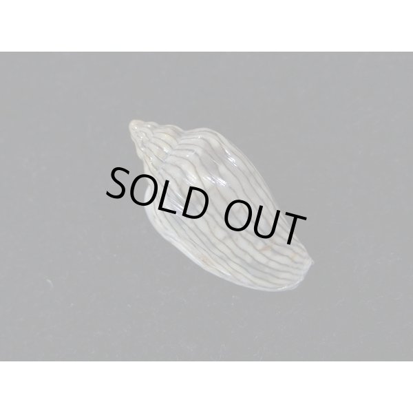 画像2: ハルサメヘリトリ (2)