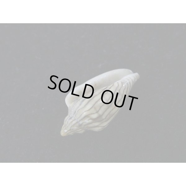 画像3: ハルサメヘリトリ (3)