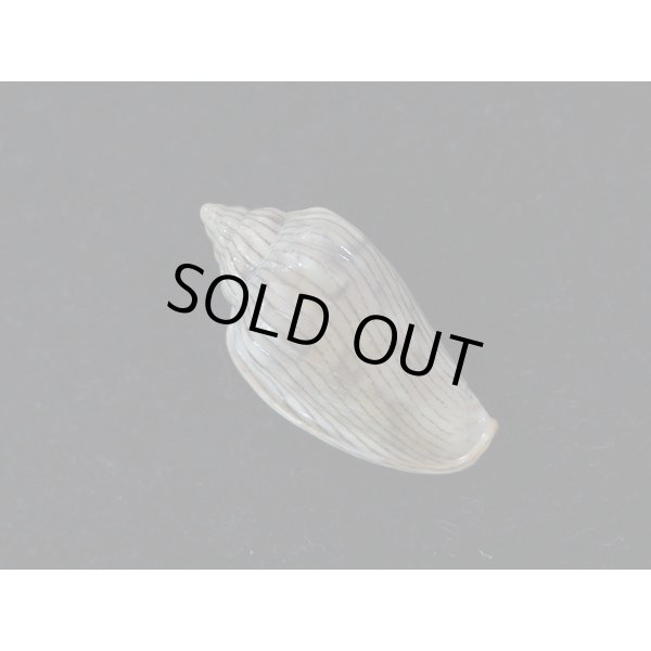 画像2: ハルサメヘリトリ (2)