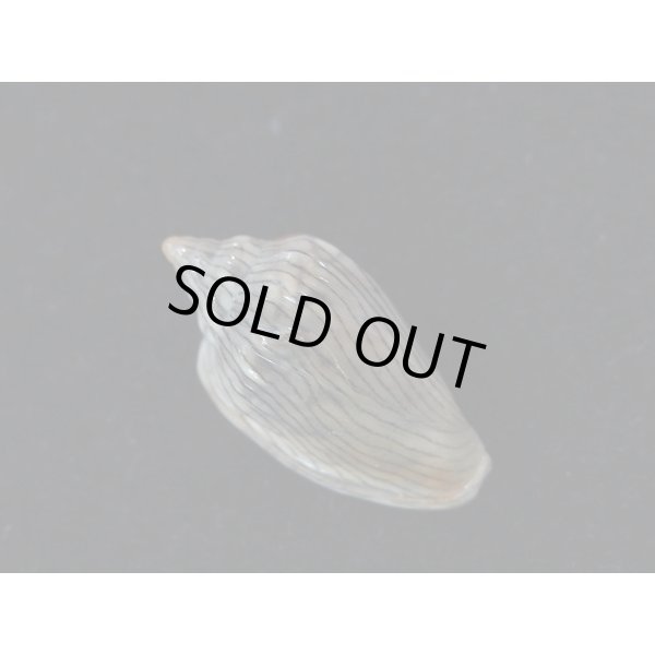 画像2: ハルサメヘリトリ (2)