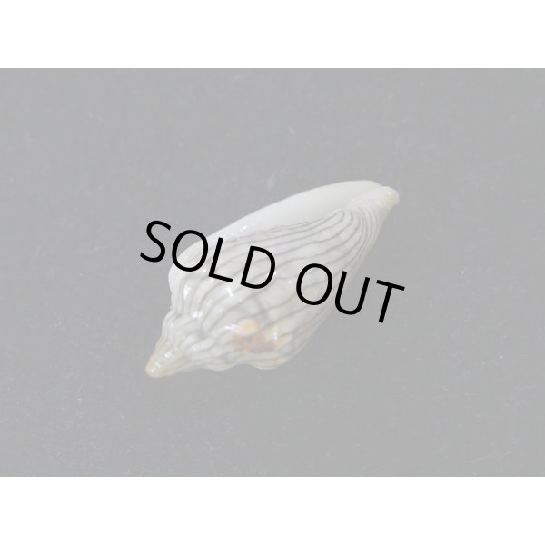 画像3: ハルサメヘリトリ (3)