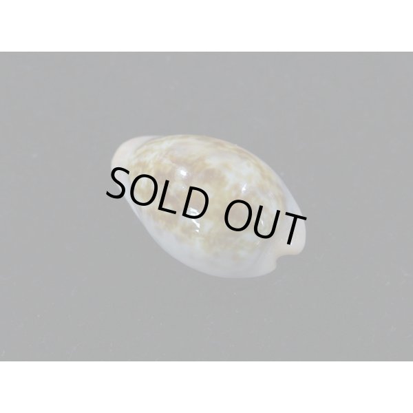 画像2: プチダカラ (2)