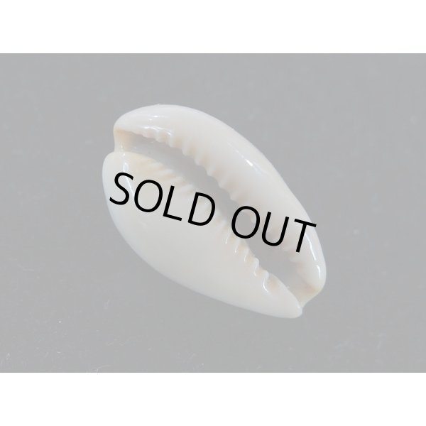 画像3: プチダカラ (3)