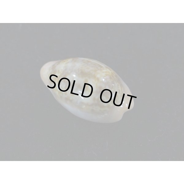 画像2: プチダカラ (2)