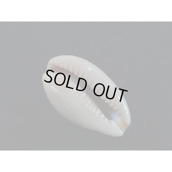 画像3: プチダカラ (3)