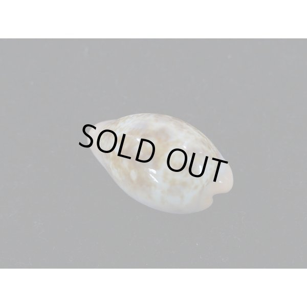 画像2: プチダカラ (2)