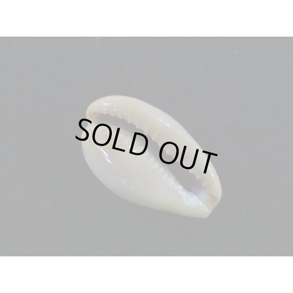 画像3: プチダカラ (3)