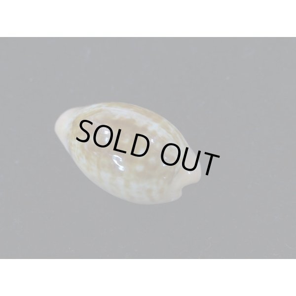 画像2: プチダカラ (2)