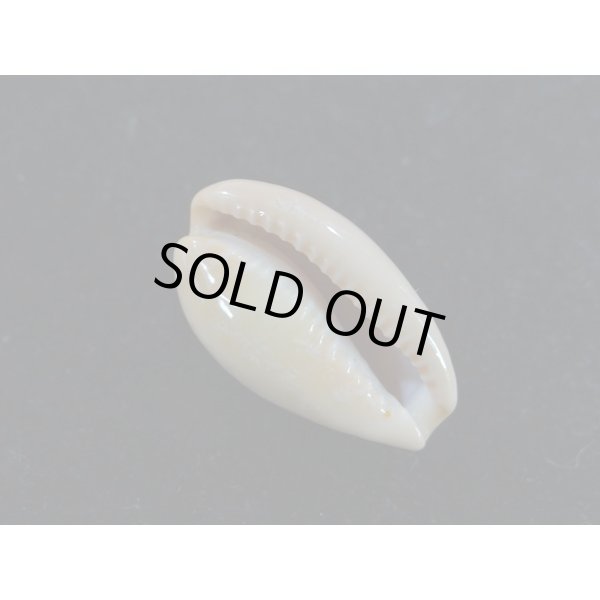 画像3: プチダカラ (3)