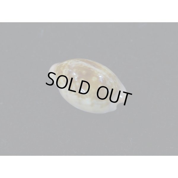 画像2: プチダカラ (2)