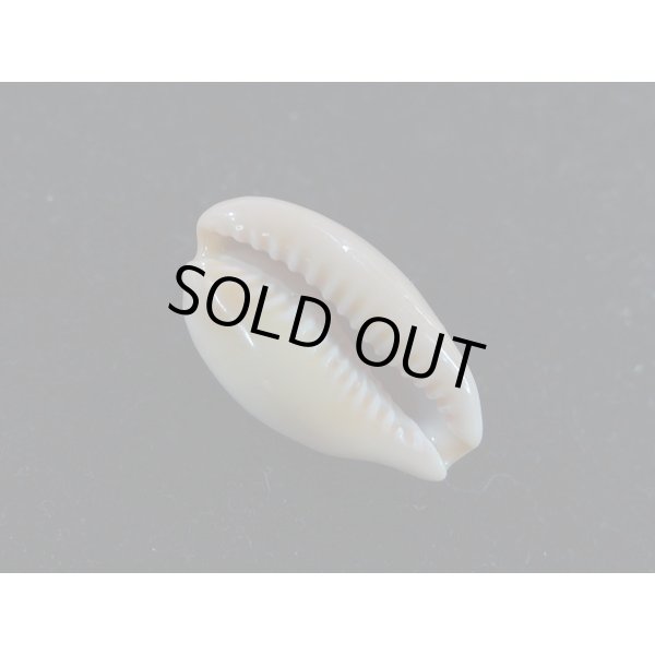 画像3: プチダカラ (3)