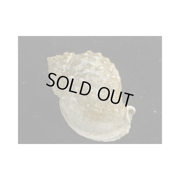 画像2: ニクイロカブトウラシマ (2)