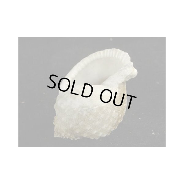 画像3: ニクイロカブトウラシマ (3)