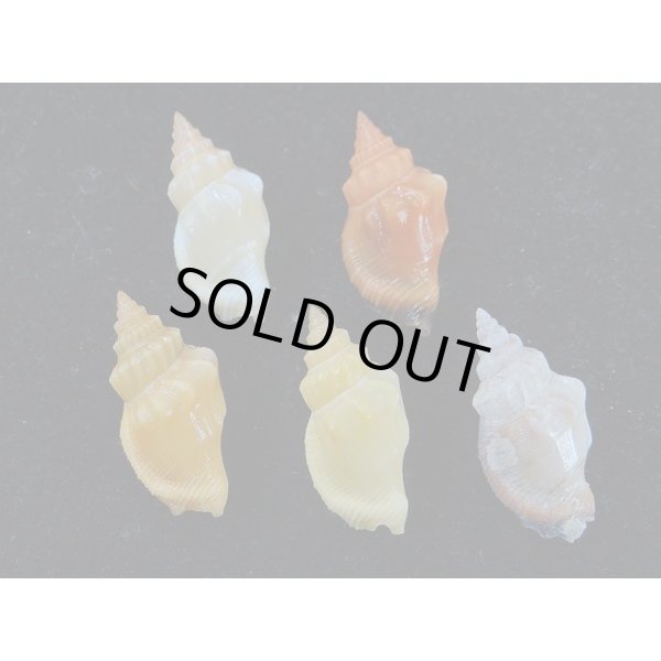 画像2: チリメンムカシタモト 色変 5個セット (2)