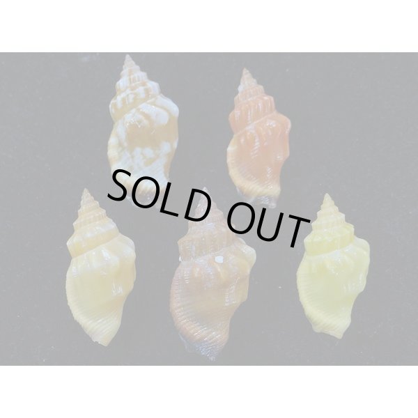 画像2: チリメンムカシタモト　色変　５個セット (2)