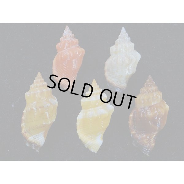 画像2: チリメンムカシタモト 色変 5個セット (2)